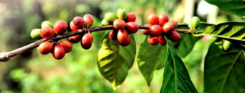 Coffee Tree or Coffee Shrub?